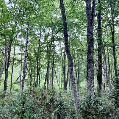 Natural Sound - Togakushi Forest - Wild Birds 04B (HPL2)