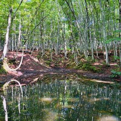 Environmental Sounds - Bijinbayashi, the "Forest of Beauties" - Frogs and Wild Birds (HPL Binaural)