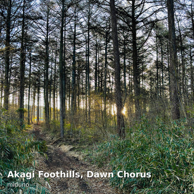 Akagi Foothills, Dawn Chorus (HPL Binaural)