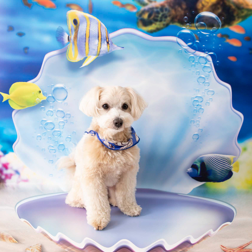 Ikitoshiikerumonoband