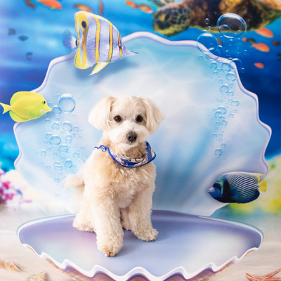 Theme of oneshot studio