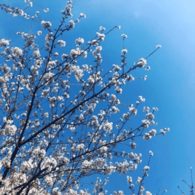 Anonymous Night Volume3