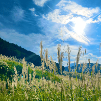 A Season Left Behind