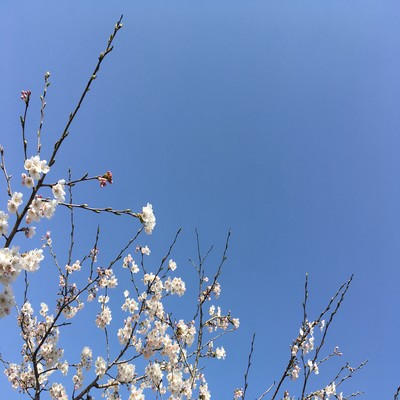 Warbling