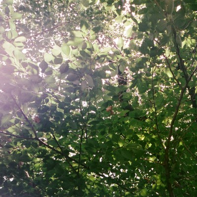 Tree Song