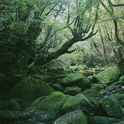 lo-fi Forest