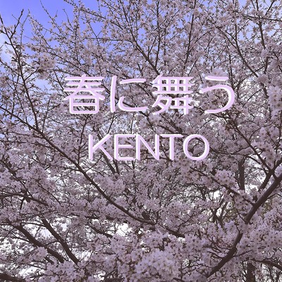 Cherry Blossom