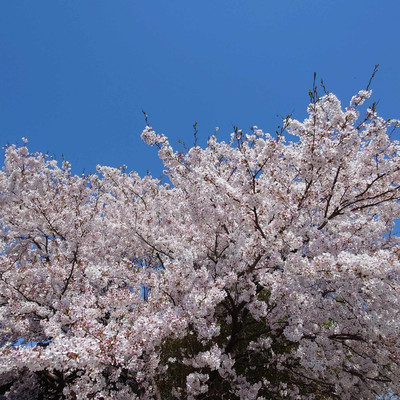 Kusuri no Aoki Thame song