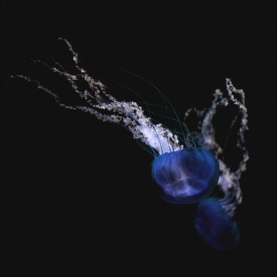 DEMO tracks