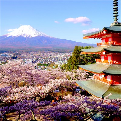 Midnight Cherry Blossoms Are Fluttering