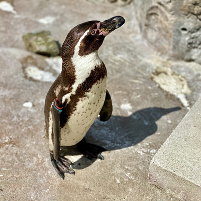 Penguin no uta