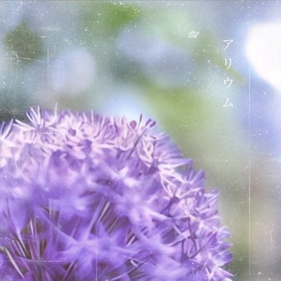 Allium