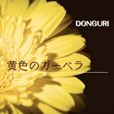 Yellow Gerbera