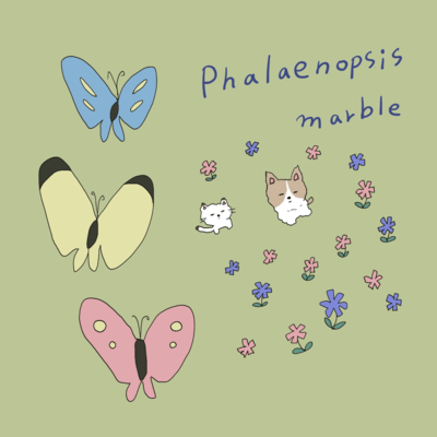 Phalaenopsis