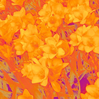 Freesia