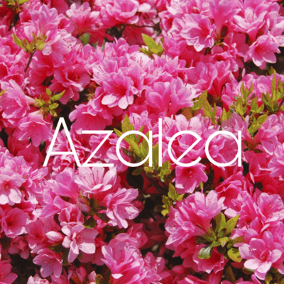 Azalea