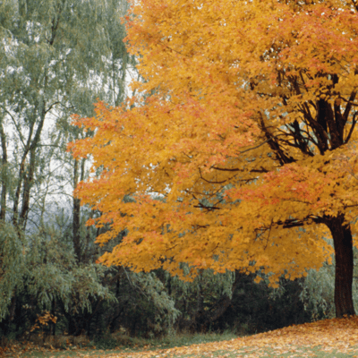 Novel Music: Autumn Changes (KAISAKU Studio ver)