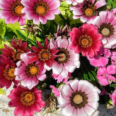 The expanding world -Solano uta-