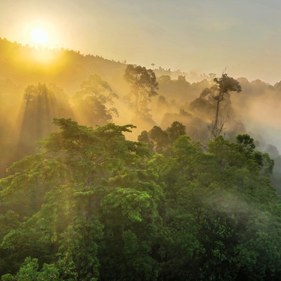 Rainforest