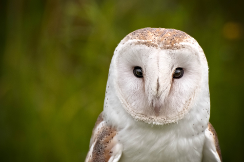 White Owl
