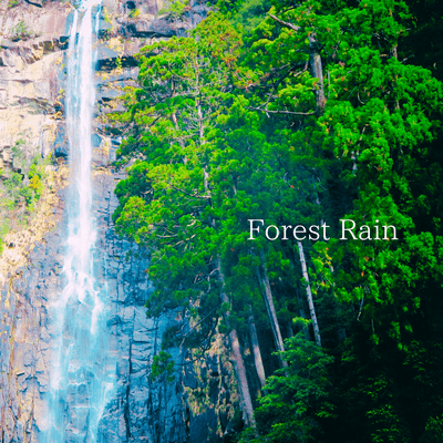 Forest Rain
