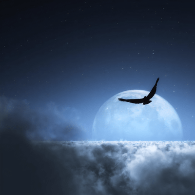 Fly