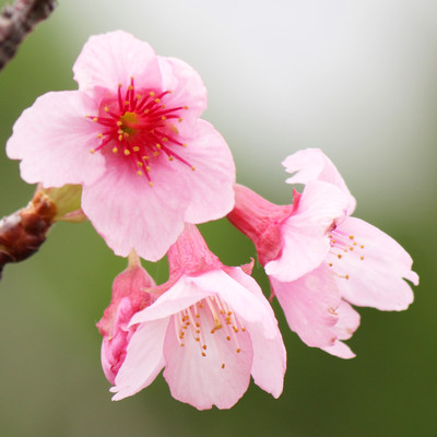 Cherry blossom named of yours