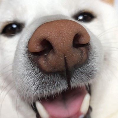 Komugi mugi-mugi-mugi