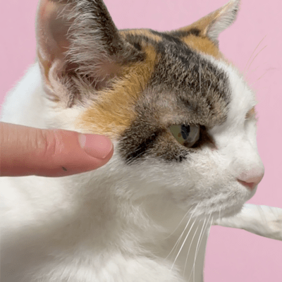 Cleopatra line (Short Ver.)