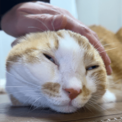 swept-back hair style (Short Ver.)