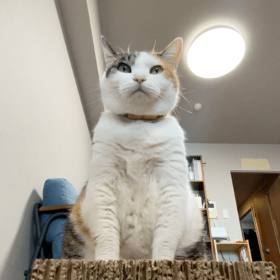 We are the kings! (Short Ver.)