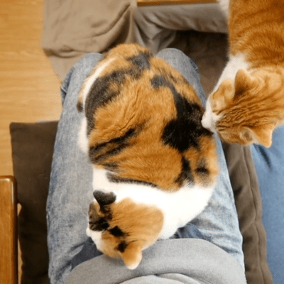 3 Types of People Cats Love