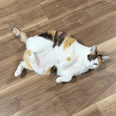 3 Things Cats Do Only for People They Appreciate