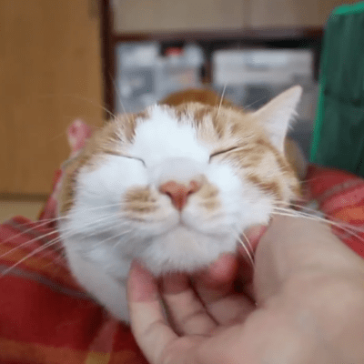 Chin Rubs Gone Wrong