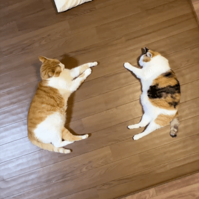 Cat Sleepover