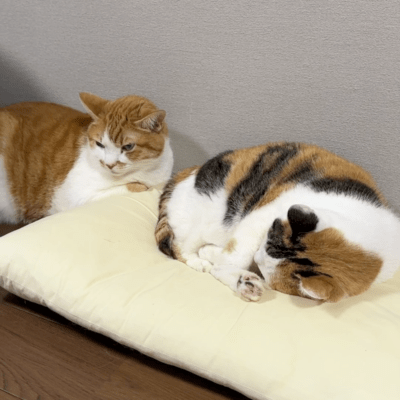 Why, Why, Why, Why, Whyyy ~My Pillow Over the Cat Cushion~