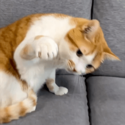 I Love You Even When You Paw at Me