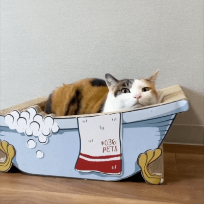 Cats Suddenly Have New Obsessions