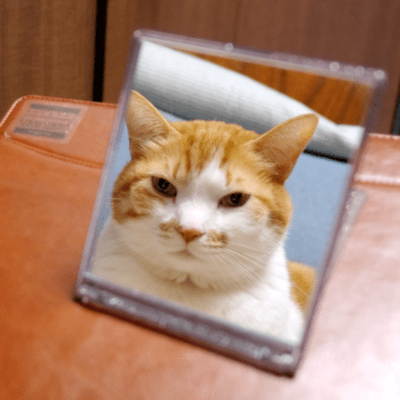 Where Is a Cat's Cowlick?