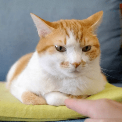 Hiding a Surprise for You