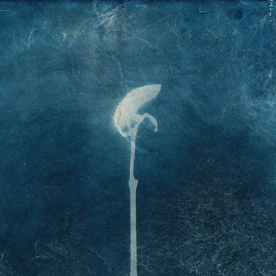 ao