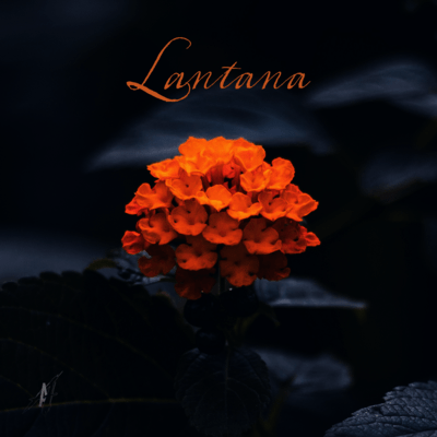 Lantana