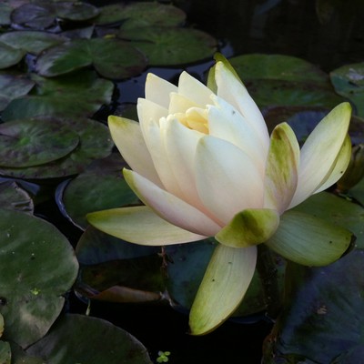 Sekai ha kyo mo utsukushi