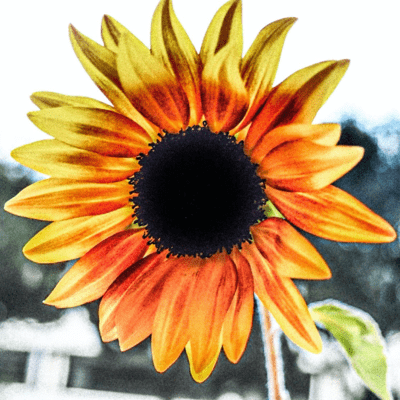 HIMAWARINOSAKANAINATSU