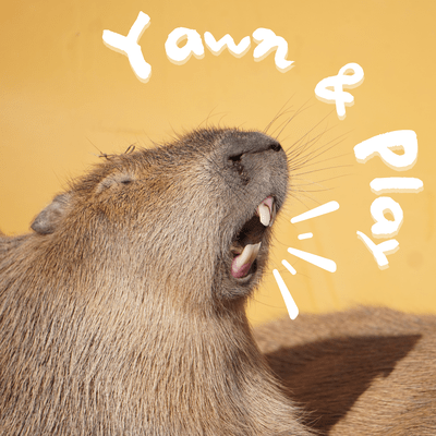 Yawn & Play