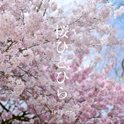 Sakurahitohira (2024 new-recording)