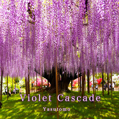 Violet Cascade