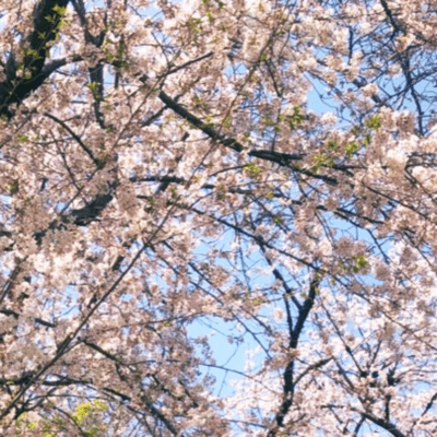 FallenFlower (piano)