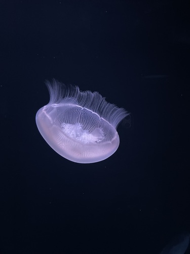 ruibetsu
