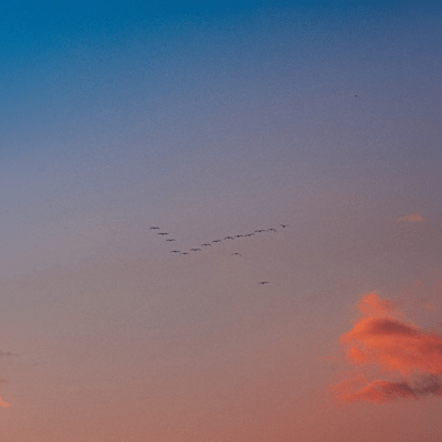 Dawn